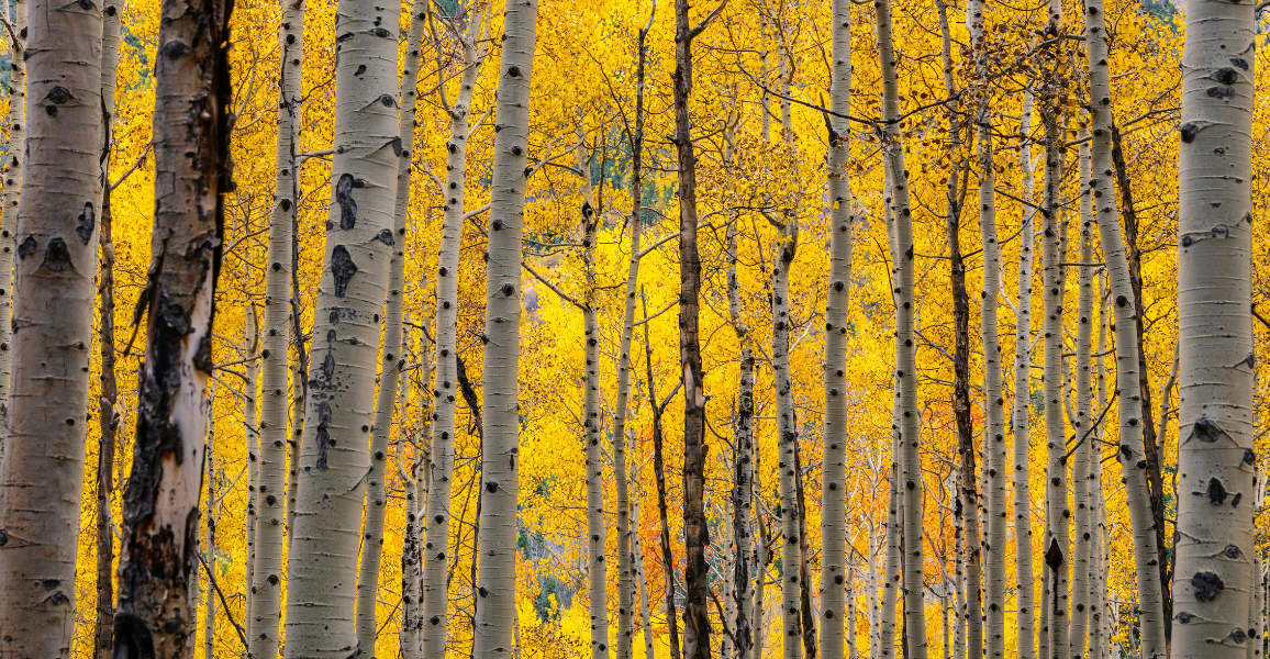 Fall trees with Yellow leaves in Colorado