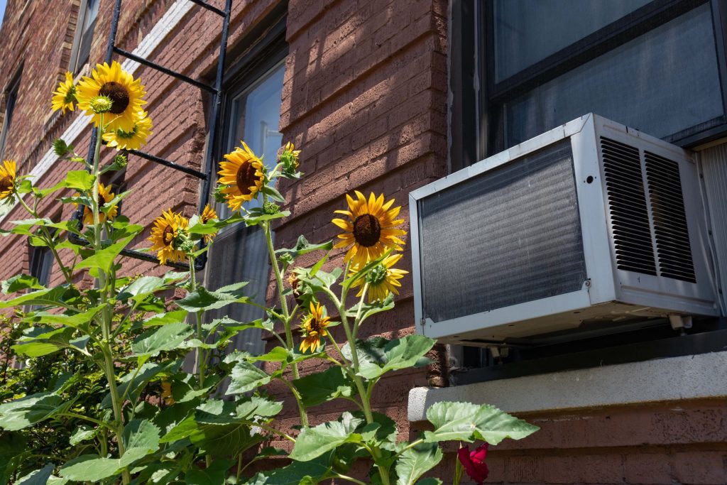 Window AC unit with sunflowers next to it